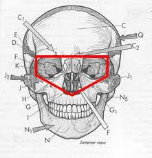 cranial vault